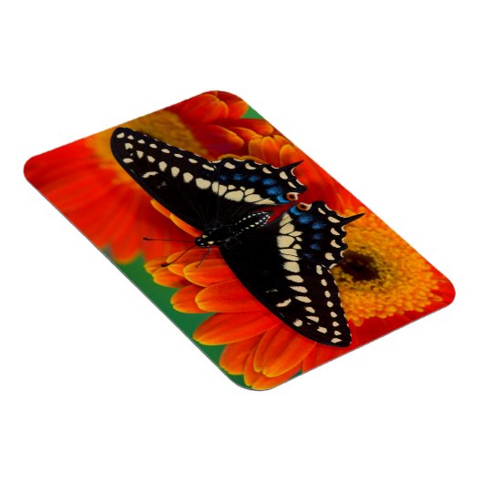 Black Swallowtail Butterfly op Gerberia Daisy Magneet (Rechterzijde)