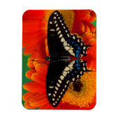 Black Swallowtail Butterfly op Gerberia Daisy Magneet (Verticaal)