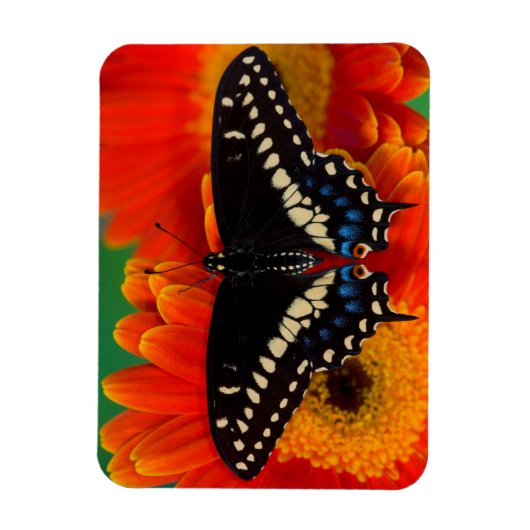 Black Swallowtail Butterfly op Gerberia Daisy Magneet (Verticaal)
