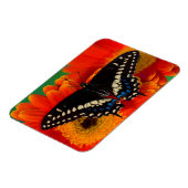 Black Swallowtail Butterfly op Gerberia Daisy Magneet (Linkerzijde)