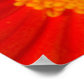 Black Swallowtail Butterfly op Gerberia Daisy Poster (Hoek)