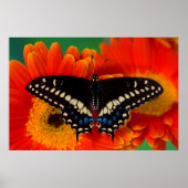 Black Swallowtail Butterfly op Gerberia Daisy Poster (Voorkant)