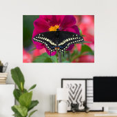 Black Swallowtail Butterfly op Zinnia Poster (Thuiskantoor)