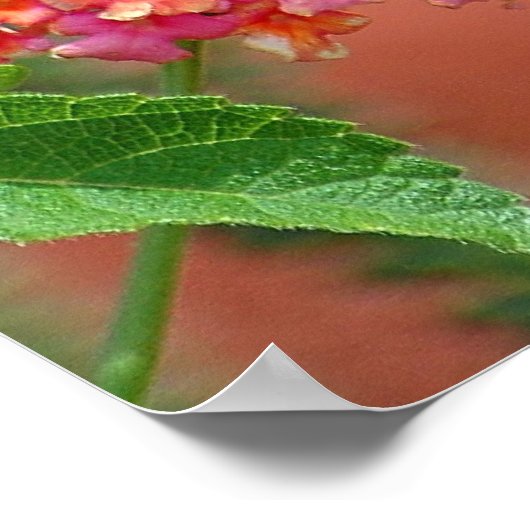 Black Swallowtail Butterfly Poster (Hoek)