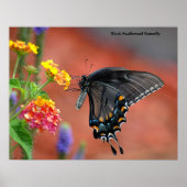 Black Swallowtail Butterfly Poster (Voorkant)