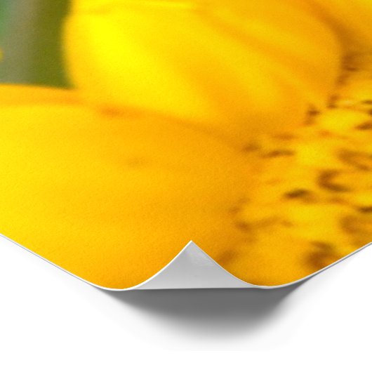 Black Swallowtail butterfly Poster (Hoek)