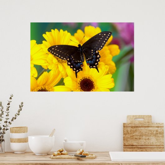 Black Swallowtail butterfly Poster (Keuken)