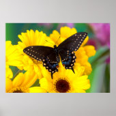Black Swallowtail butterfly Poster (Voorkant)