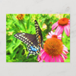 Black Swallowtail Butterfly roze Echinacea Flowers Briefkaart