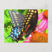 Black Swallowtail Butterfly roze Echinacea Flowers Briefkaart (Voorkant)