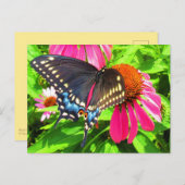 Black Swallowtail Butterfly roze Echinacea Flowers Briefkaart (Voorkant / Achterkant)