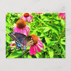 Black Swallowtail Butterfly roze Echinacea Flowers Briefkaart