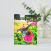 Black Swallowtail Butterfly roze Echinacea Flowers Briefkaart (Staand voorkant)