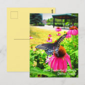 Black Swallowtail Butterfly roze Echinacea Flowers Briefkaart (Voorkant / Achterkant)
