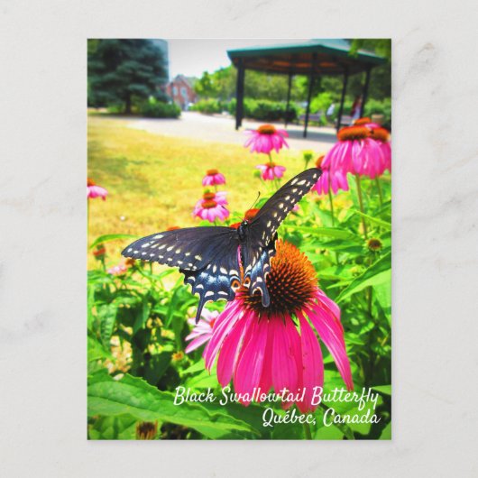 Black Swallowtail Butterfly roze Echinacea Flowers Briefkaart (Voorkant)