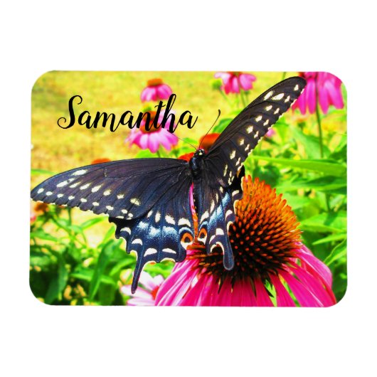 Black Swallowtail Butterfly roze Echinacea Flowers Magneet (Horizontaal)