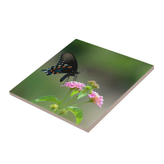 Black Swallowtail Butterfly Tegeltje (Zijkant)