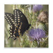 Black Swallowtail Butterfly Tile Tegeltje (Voorkant)
