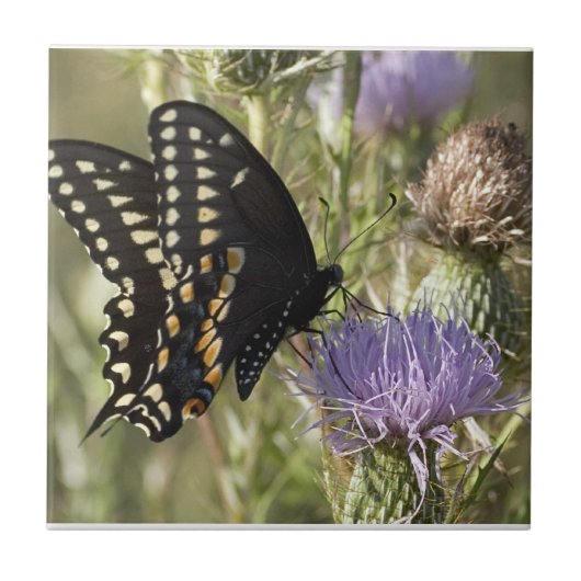 Black Swallowtail Butterfly Tile Tegeltje (Voorkant)