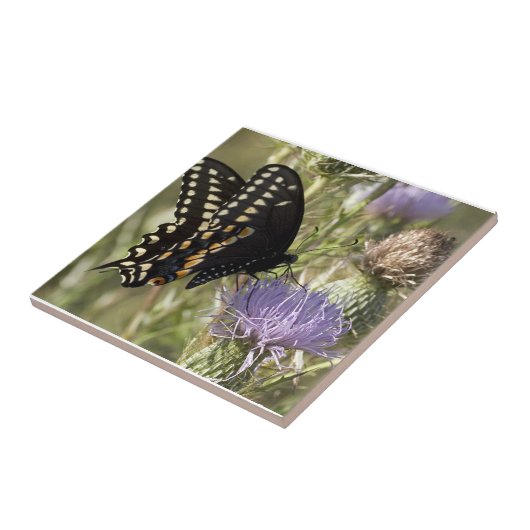 Black Swallowtail Butterfly Tile Tegeltje (Zijkant)