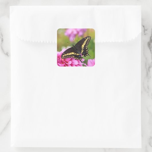 Black Swallowtail Butterfly Vierkante Sticker (Tas)
