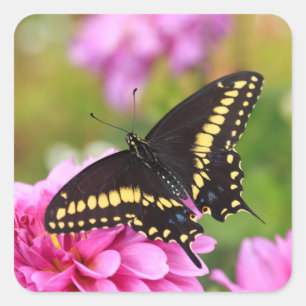 Black Swallowtail Butterfly Vierkante Sticker