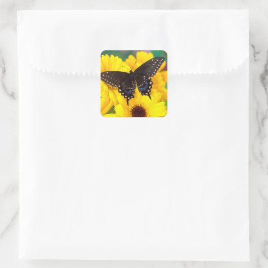 Black Swallowtail butterfly Vierkante Sticker (Tas)