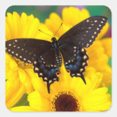 Black Swallowtail butterfly Vierkante Sticker (Voorkant)