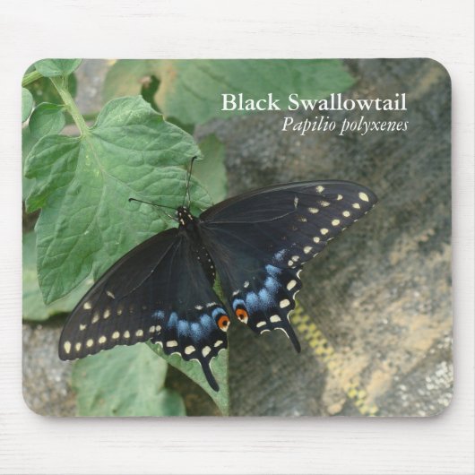 Black Swallowtail Mousepad Muismat (Voorkant)