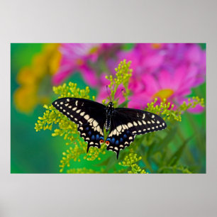 Black Swallowtail op gouden staaf Poster