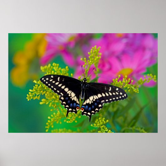 Black Swallowtail op gouden staaf Poster (Voorkant)