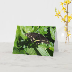 Black Swallowtail Spotted Butterfly Foto Kaart