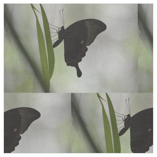 Black Swallowtail Stof (Close Up)