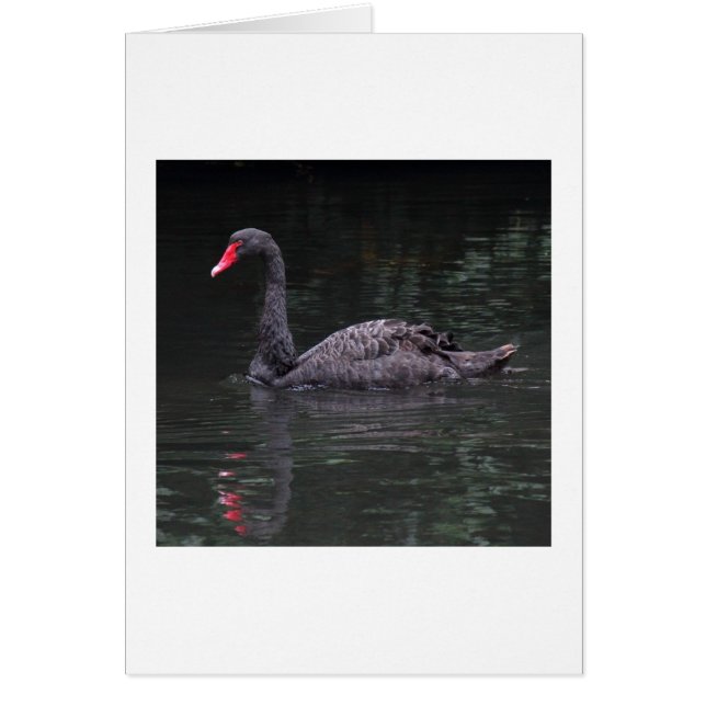 Black Swan (Voorkant)