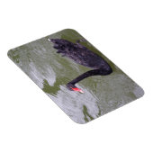 Black Swan 3"x4" Magnet Magneet (Rechterzijde)