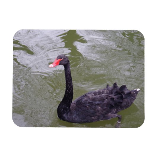 Black Swan 3"x4" Magnet Magneet (Horizontaal)