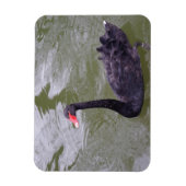 Black Swan 3"x4" Magnet Magneet (Verticaal)
