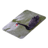 Black Swan 3"x4" Magnet Magneet (Linkerzijde)