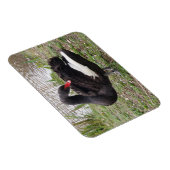 Black Swan 3"x4" Magnet Magneet (Rechterzijde)