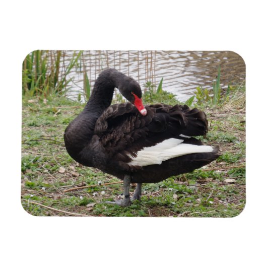 Black Swan 3"x4" Magnet Magneet (Horizontaal)