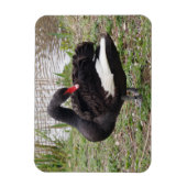 Black Swan 3"x4" Magnet Magneet (Verticaal)