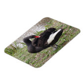 Black Swan 3"x4" Magnet Magneet (Linkerzijde)