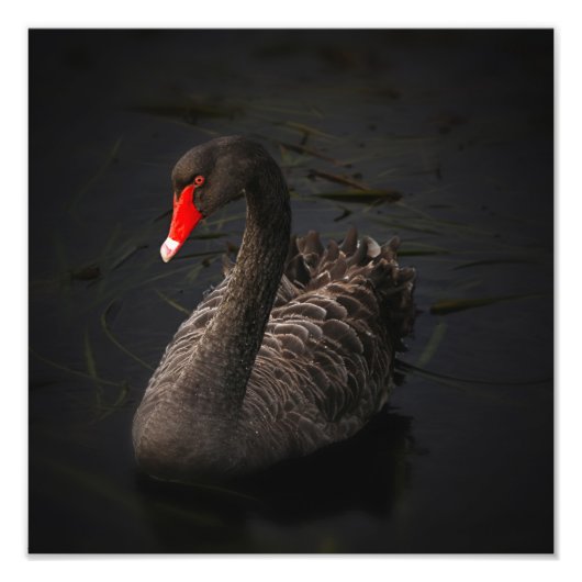 Black Swan Artwork Foto Afdruk (Voorkant)