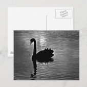 Black Swan - Australian Native Animal Briefkaart (Voorkant / Achterkant)