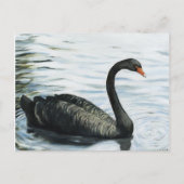 "Black Swan" Bird Art Reproduction Briefkaart (Voorkant)