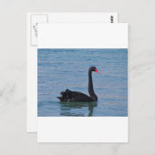 Black Swan Briefkaart (Voorkant / Achterkant)