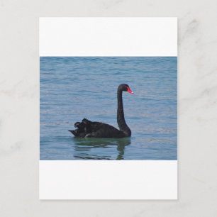 Black Swan Briefkaart