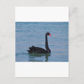 Black Swan Briefkaart (Voorkant)