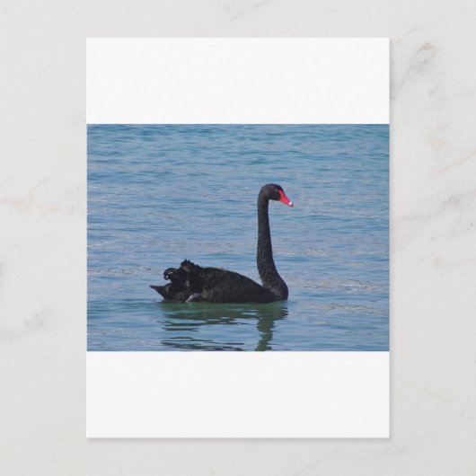 Black Swan Briefkaart (Voorkant)