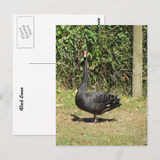 Black Swan Briefkaart (Voorkant / Achterkant)